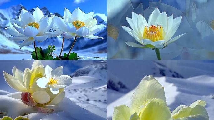 天山 雪莲 雪莲花 雪山