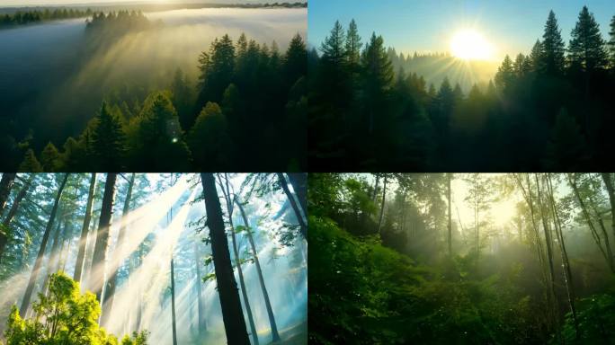 森林自然春天生机绿意清晨阳光