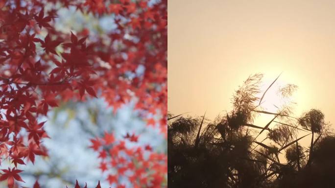 秋天竖版 秋天风景 唯美秋天 秋分竖版