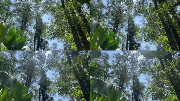 大自然 风光 森林 鸟叫 天空 风景 海