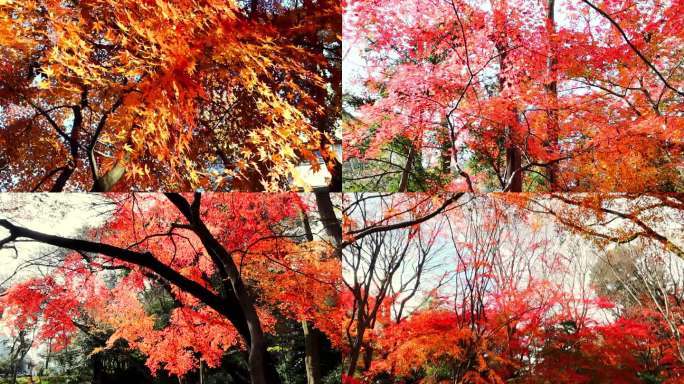 金秋公园枫叶素材