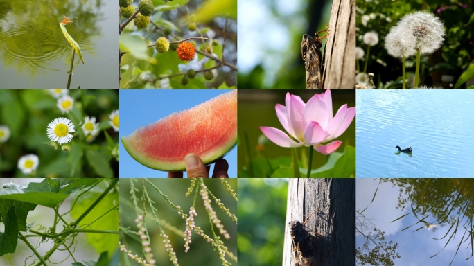 处暑立秋炎热夏季夏天阳光立夏夏季公园大暑