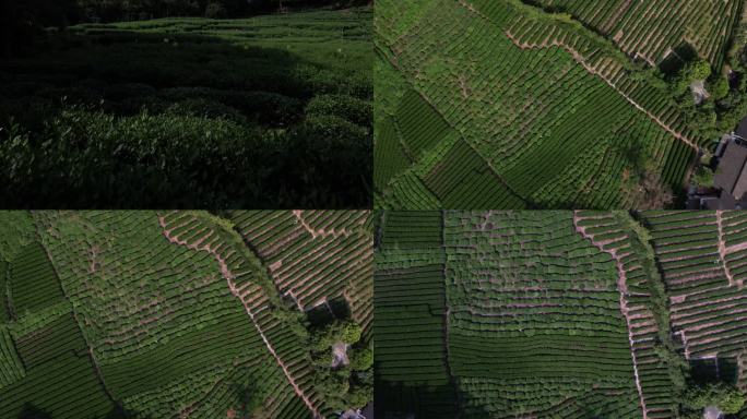 浙江九溪十八涧茶园航拍