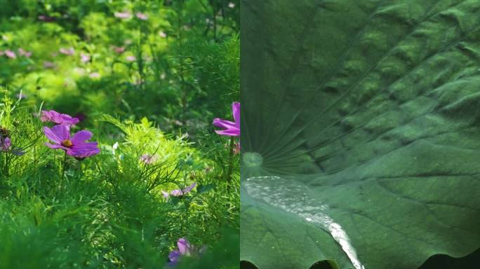 立秋 竖屏立秋节气小清新文艺风