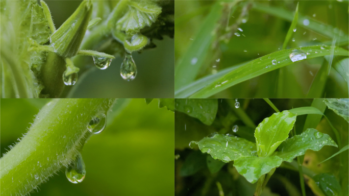 夏雨微澜·草丛秘境：微距升格下的雨滴之歌