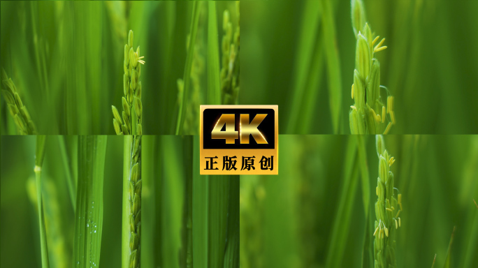 水稻生长水稻杨花水稻延时五常大米丰收