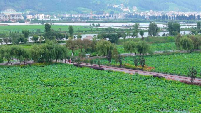 云南曲靖 麒麟水乡 荷花 荷塘 湿地