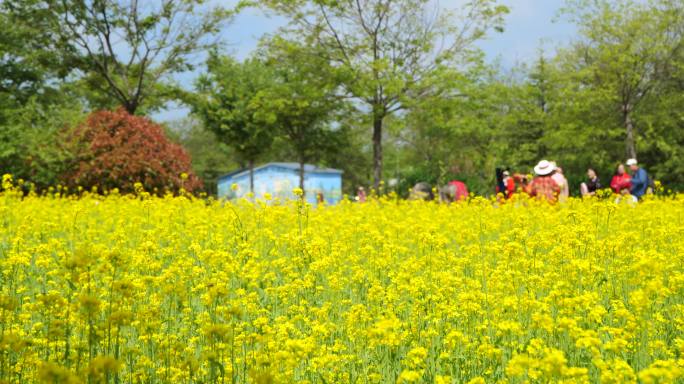 油菜花海