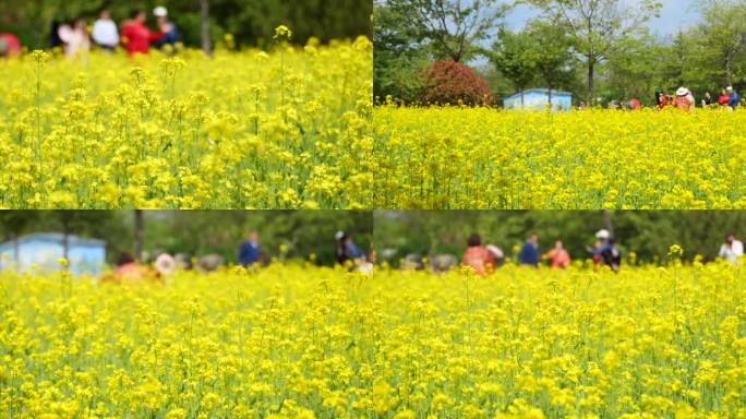 油菜花海