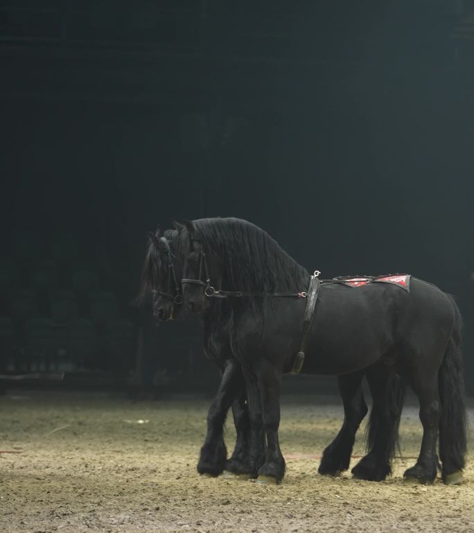 黑马 弗里斯兰马 骑马 马术 汗血宝马