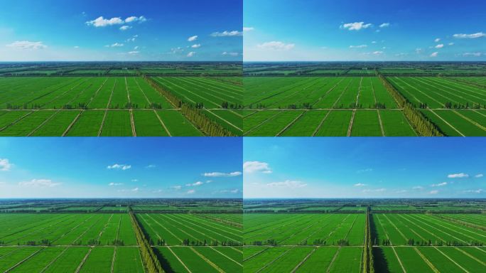 4K蓝天白云大片稻田延时  夏天稻田延时