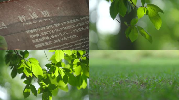 紫金山秤锤树国家保护野生植物稀有植物