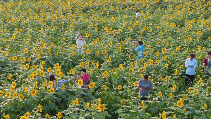 云南罗平向日葵花海航拍