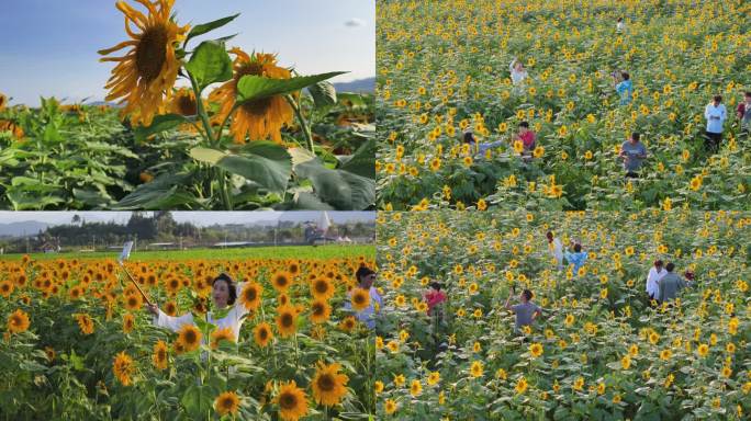 云南罗平向日葵花海航拍