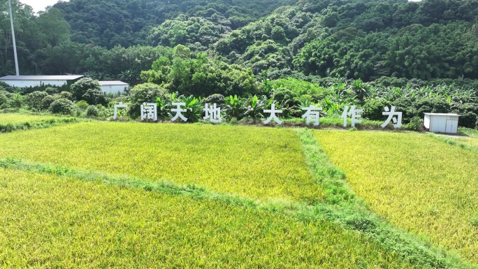 中国广东省广州市白云区太和镇白山村稻田