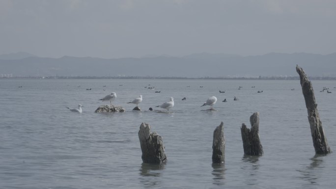 洱海的海鸥