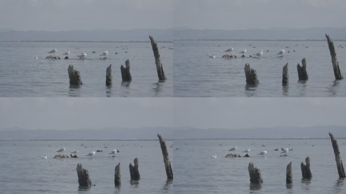 洱海的海鸥