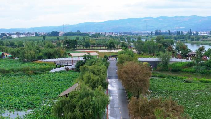 云南曲靖 麒麟水乡 荷花 荷塘 湿地