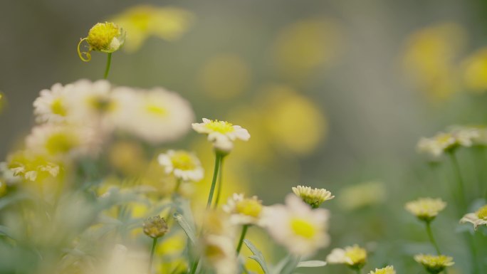 实拍花园里的菊花