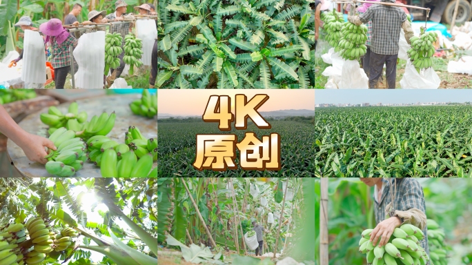 【原创4k】苹果蕉 香蕉实拍素材