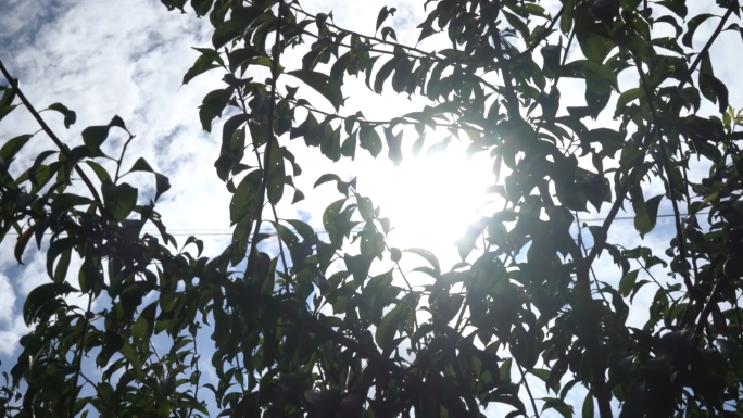 烈日 热 农民喝水