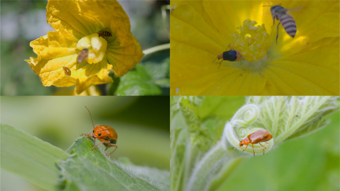 黄足黄守瓜的菜园生活：菜园害虫的微距特写