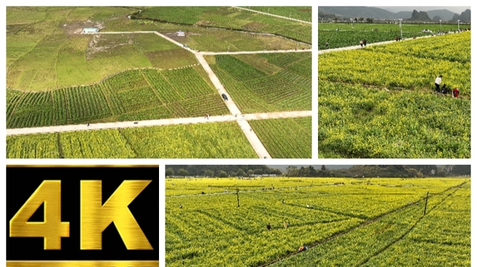 无人机希区柯克变焦拍油菜花海合道路人人1