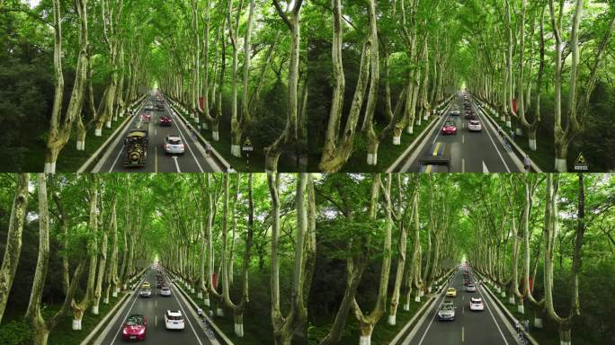 南京梧桐大道航拍