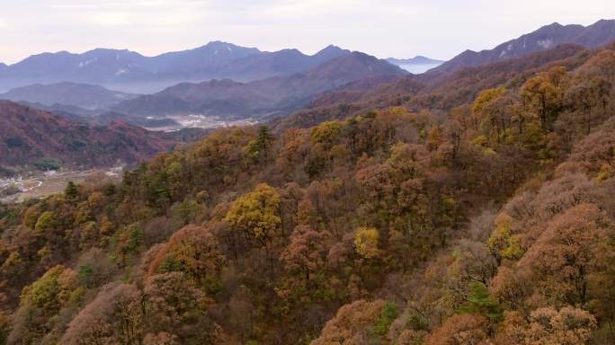 4K航拍安徽大别山山脉秋天秋景层林尽染