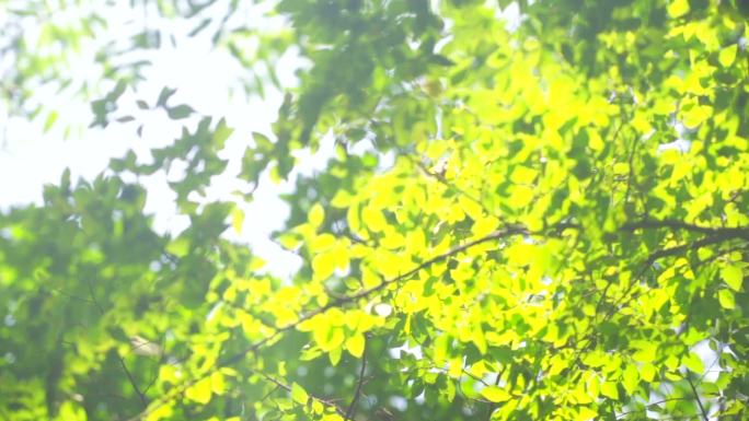 充满希望阳光穿过树叶