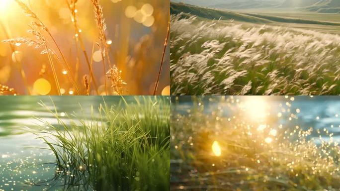 芦苇【合集宽屏】