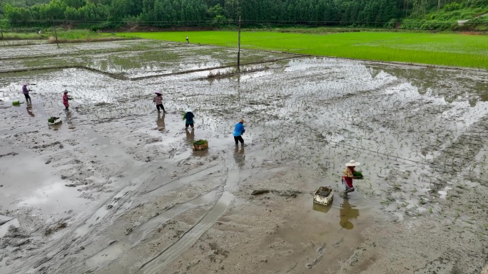 4K航拍田野抛洒秧苗1