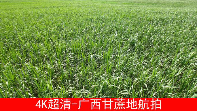 广西甘蔗地航拍