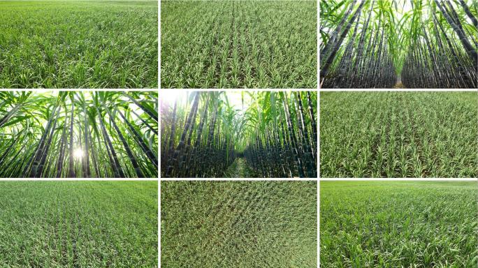 广西甘蔗地航拍