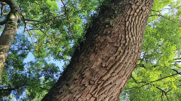 樟树 大树古树 树干参天大树古樟香樟樟木