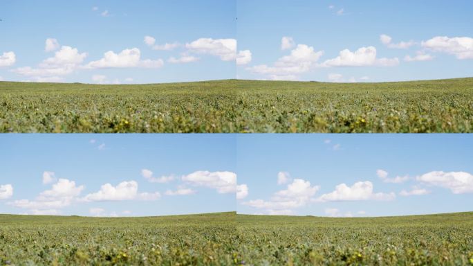 绿色的草地和蓝天白云