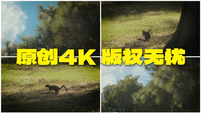 松鼠觅食生态环境优美安静生活绿树成荫幸福