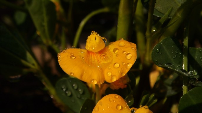 花生花落花生花A