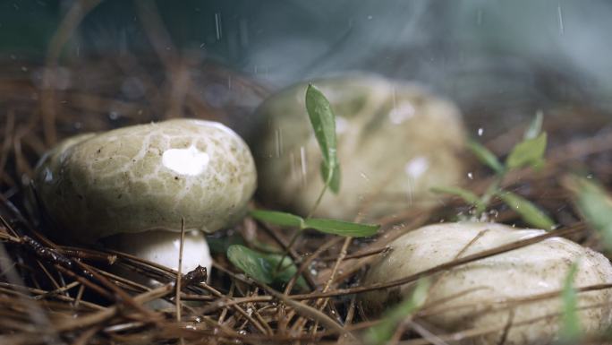 5K-雨中的蘑菇，云南野生菌，采蘑菇