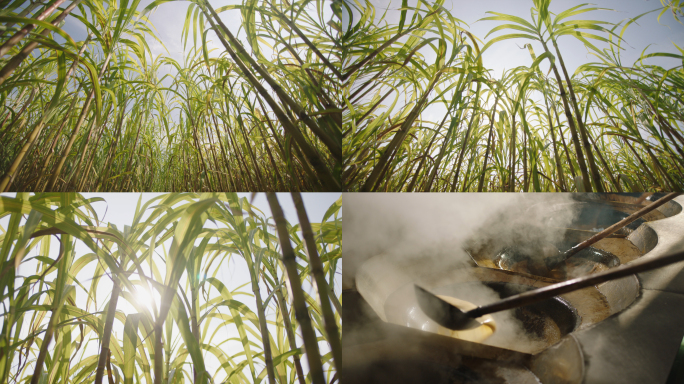 4K 唯美甘蔗地实拍 古法红糖制作熬红糖