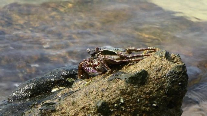 海滨岩石上的多刺岩蟹。