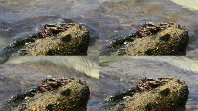 海滨岩石上的多刺岩蟹。