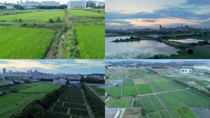 航拍华中农业大学麦田湖泊日落4k60