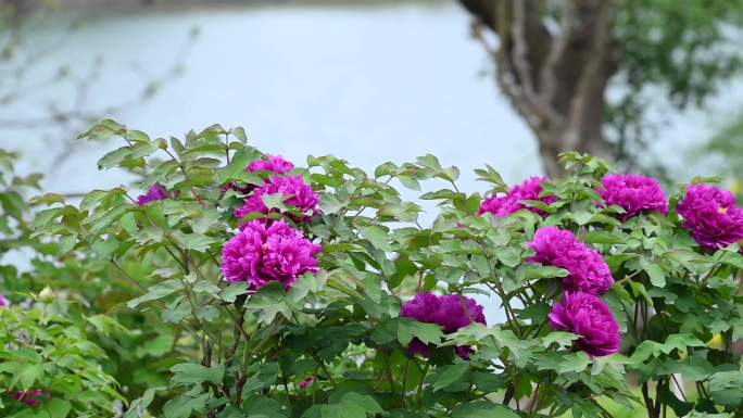 春天的常熟尚湖风景区