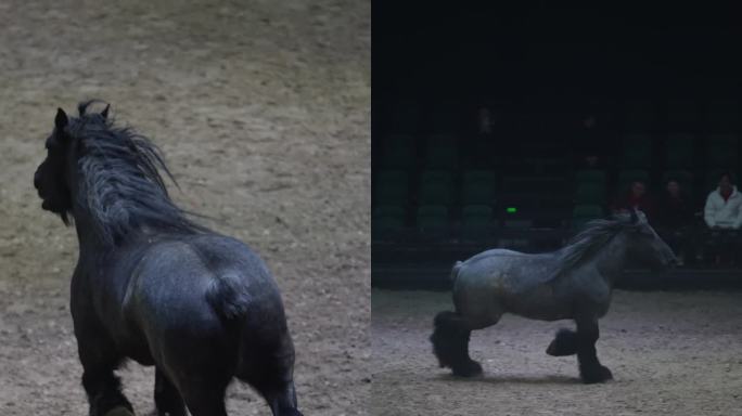 驮马 重型马 骑马 汗血宝马 马术