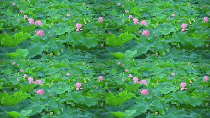 荷塘里的荷花开了 红色花瓣 绿色荷叶