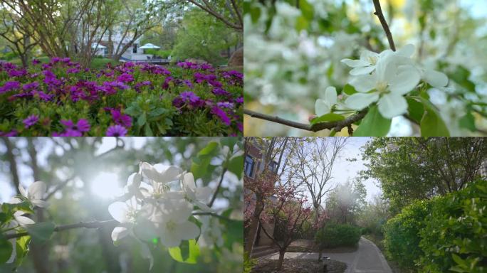 兰花 鲜花 白兰花 白色花朵  高端住宅