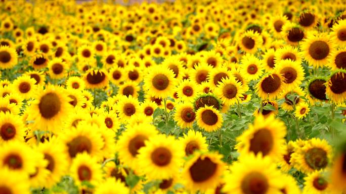 向日葵 葵花 花海