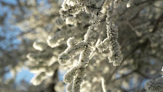 西岭雪山枝头雪景
