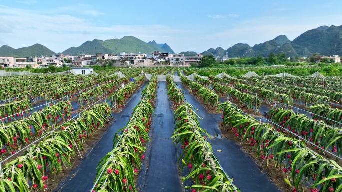 火龙果种植基地航拍